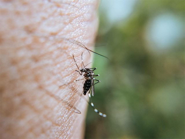 Este verano evita las picaduras de los mosquitos